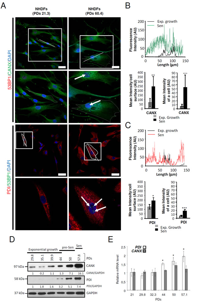 ER-resident proteins are overexpressed at senescence in NHDFs.