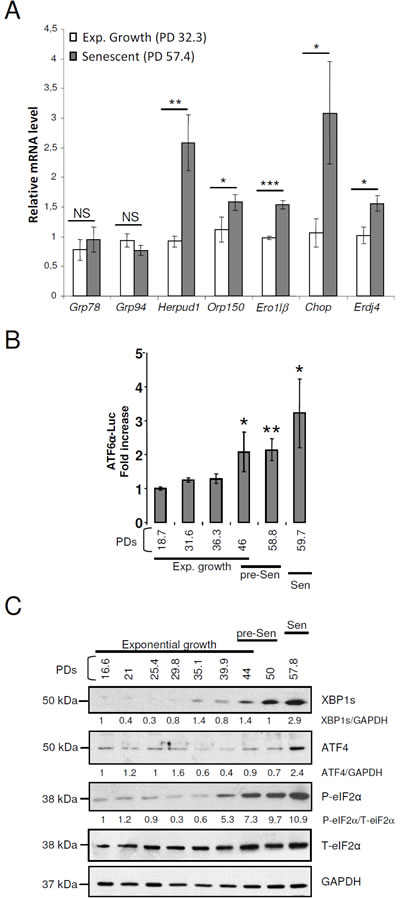 The arms of the UPR are activated with different kinetics in senescent NHDFs.