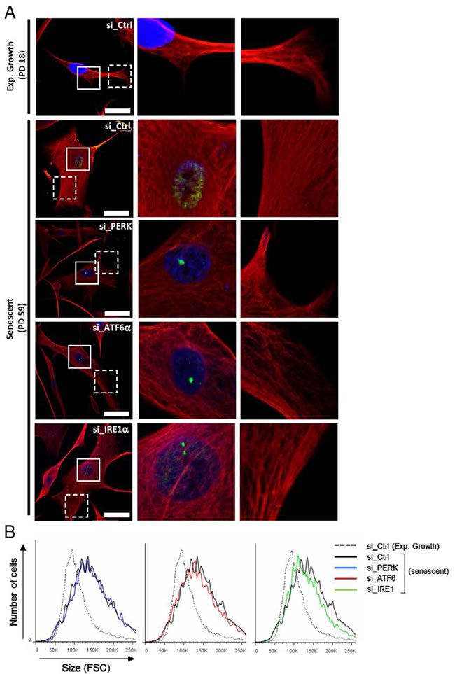 Cytoskeleton mediated-morphological changes of senescent NHDFs are dependent of ATF6&#x3b1;.