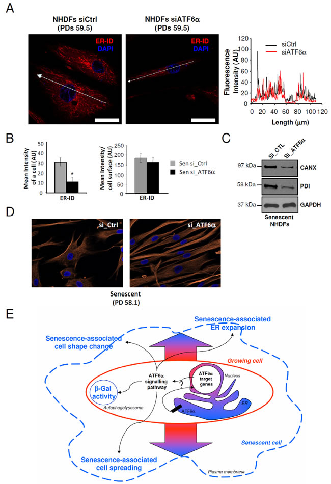 ER expansion and cell shape changes are partly reversed by ATF6&#x3b1; silencing in senescent NHDFs.