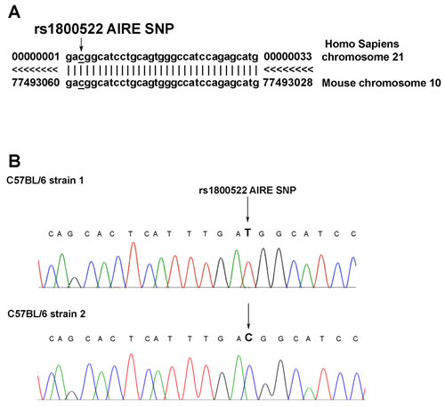Analysis of AIRE genomic sequences encompassing the rs1800522 SNP in humans and mice.