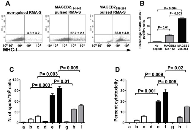 Frequency and cytotoxic activity of MAGEB2