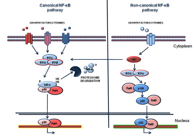 NF-&#x3ba;B pathway.