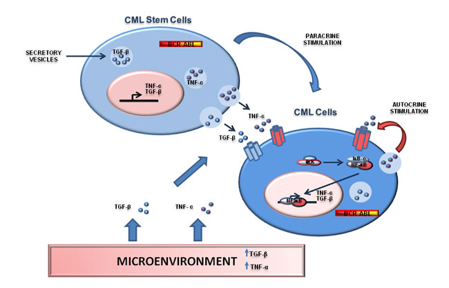 NF-&#x3ba;B is regulated by the environment where Ph+ positive cells reside.