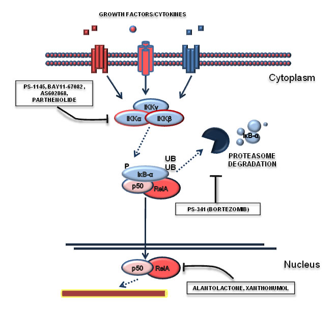 Targeting the NF-&#x3ba;B pathway.