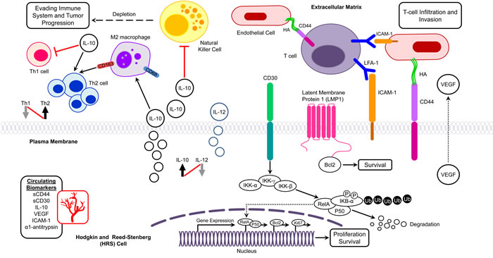 Potential molecular biomarkers in pediatric Hodgkin lymphoma.
