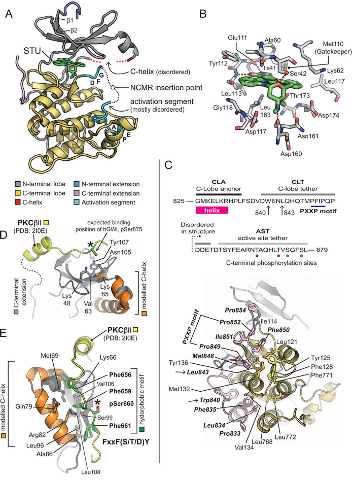 X-ray crystal structure of hGWL-KinDom in complex with STU.