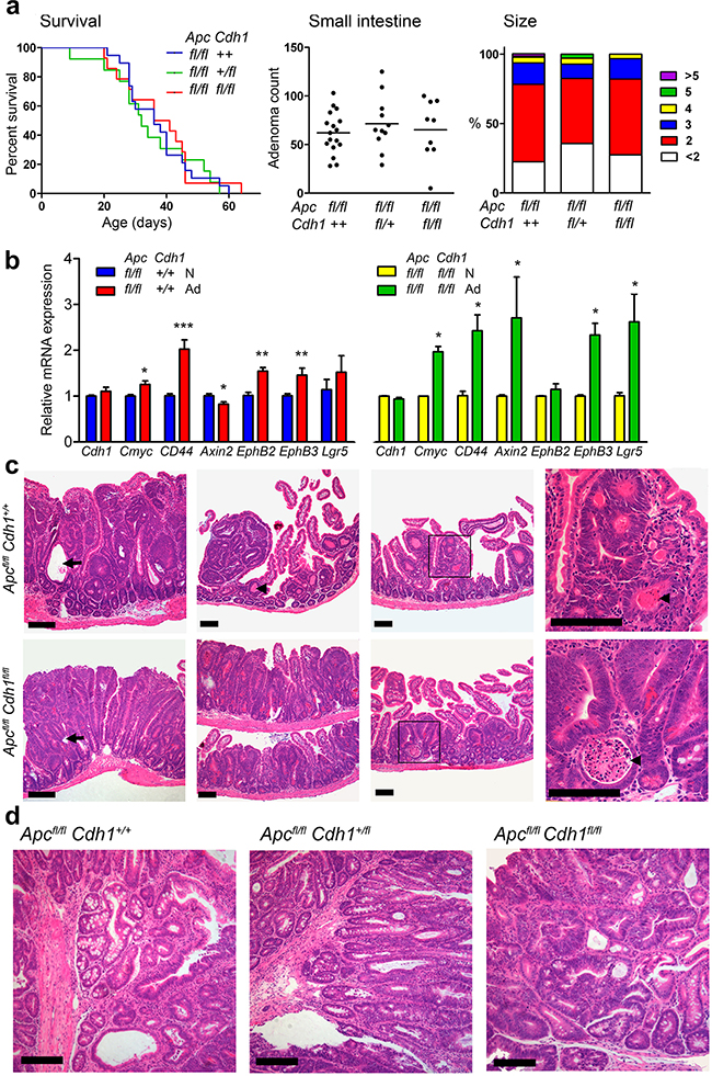 Lgr5CreERT2 induces Apcfl/fl floxed intestinal adenoma without co-floxed Cdh1 alleles.