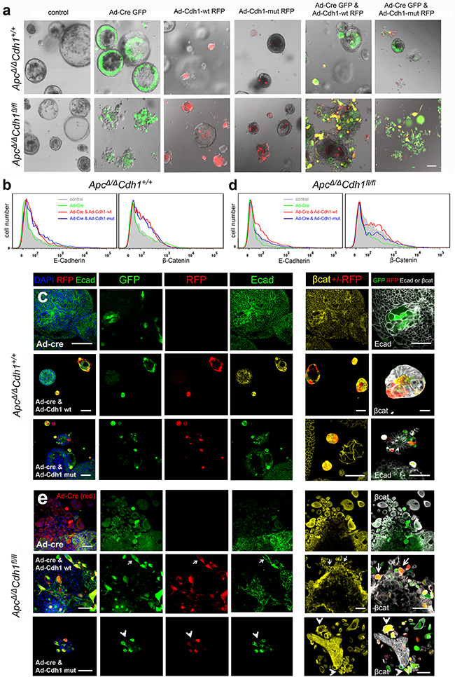 Genetic complementation of Apc&#x0394;/&#x0394;Cdh1fl/fl adenoma organoid cells with adenovirus either expressing wild-type or EC1 domain mutants of Cdh1.