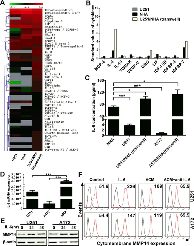 IL-6 secreted by astrocytes induces cytomembrane MMP14 expression on glioma cells.