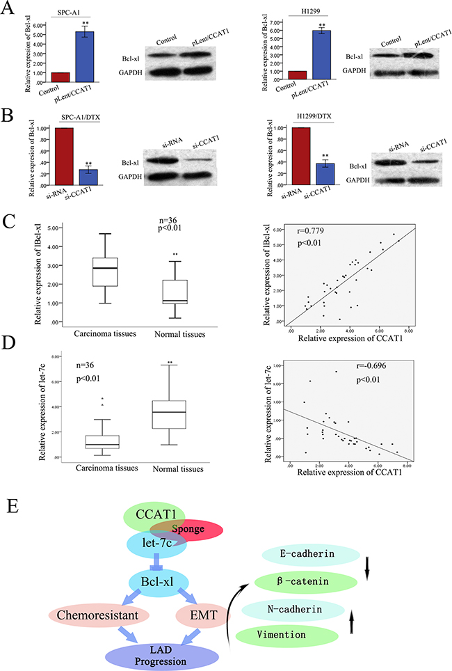 CCAT1 positively regulates the let-7c target gene Bcl-xl in LAD tissues.