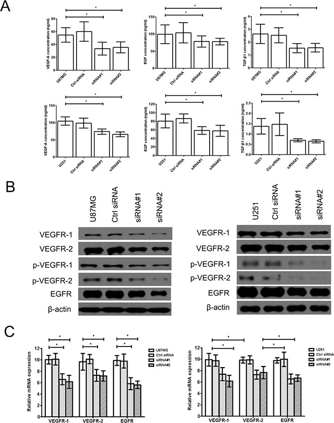 Effect of cZNF292 on the expression of tube formation related gene of glioma cells in vitro.