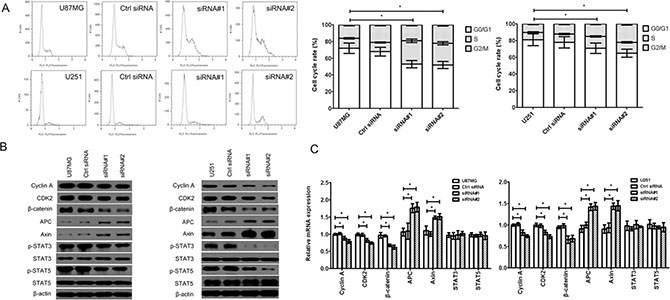 Effect of cZNF292 on the cell cycle of glioma cells in vitro.