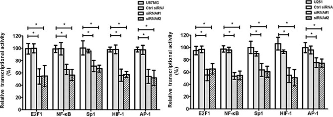 Effect of cZNF292 on the activity of transcriptional factors of glioma cells in vitro.