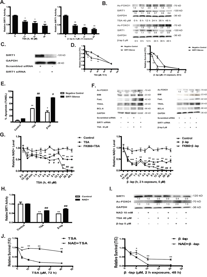 SIRT1 determines NQO1 mediated cell apoptosis.