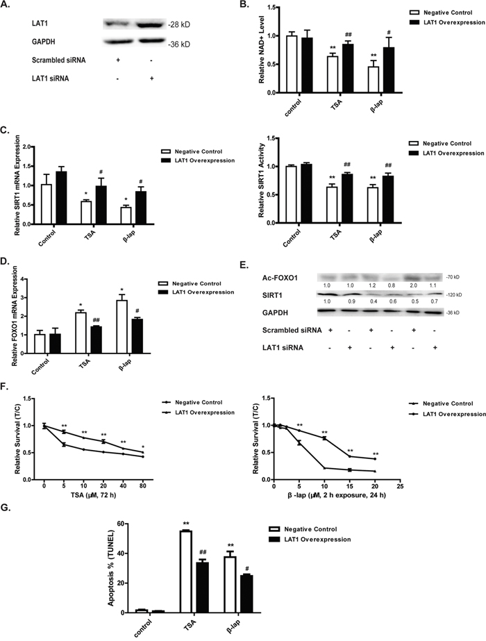 LAT1 overexpression attenuates NQO1 activation induced cell death.