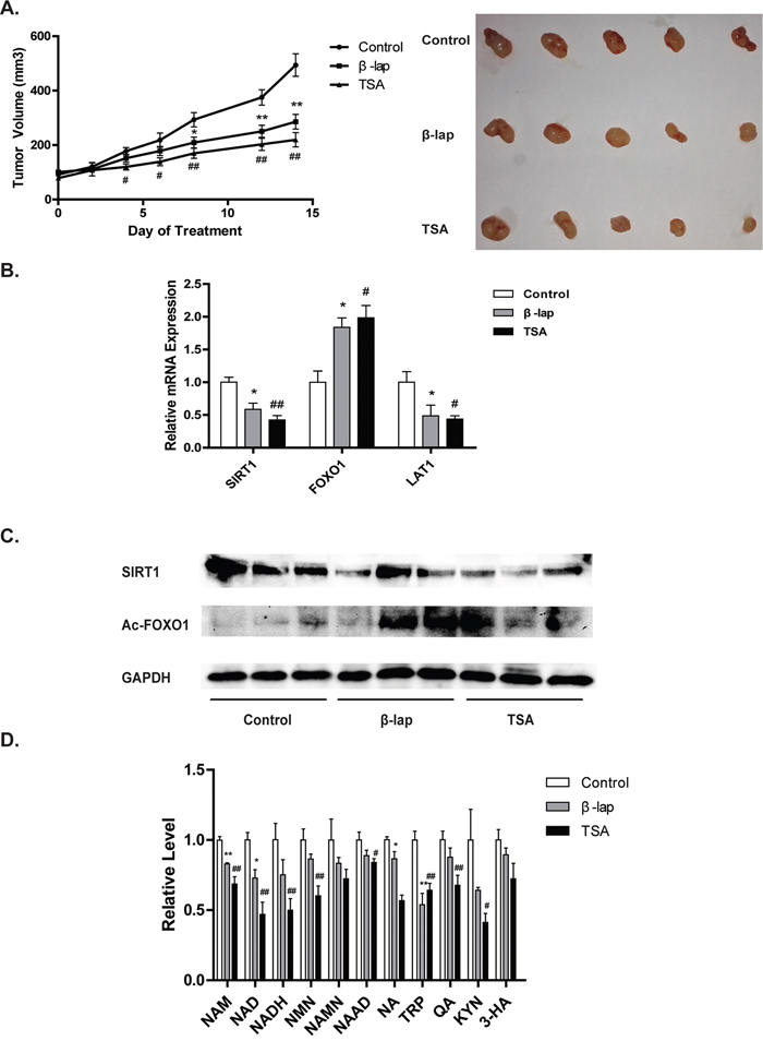 NAD+-SIRT1-FOXO1 pathway is activated in NQO1 substrates induced in vivo antitumor effect.
