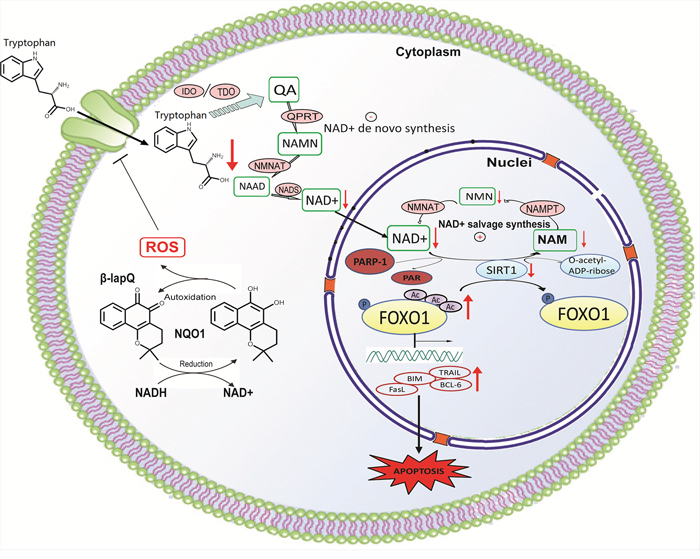Mechanistic link from NQO1 activation, de-novo NAD+ synthesis to SIRT1-FOXO1 signaling.