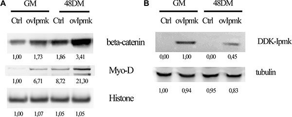 IPMK promotes &#x03B2;-catenin nuclear accumulation.