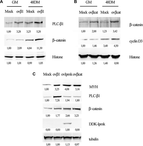 Effects of PLC-&#x03B2;1, &#x03B2;-catenin and IPMK overexpression on myogenic differentiation.