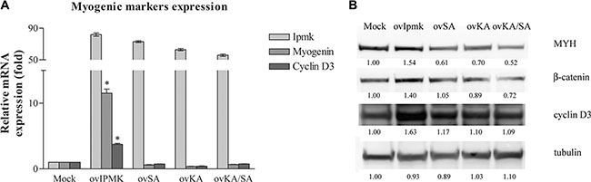 Effects of IPMK mutants&#x2019; overexpression on myogenic differentiation.