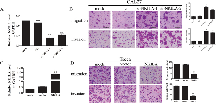 NKILA negatively regulated TSCC cell migration and invasion.