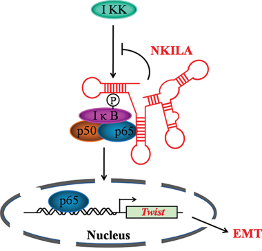 Schematic summary of the model of mechanism of NKILA.