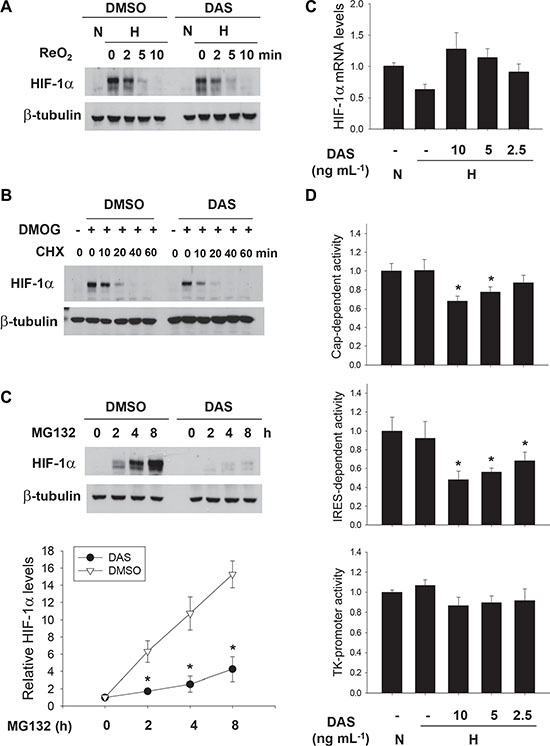 Diacetoxyscirpenol downregulates HIF-1&#x03B1; in the translational level.