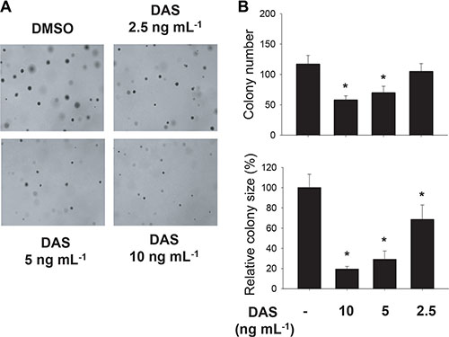Effect of diacetoxyscirpenol on the colonial growth of A549 cancer cells.