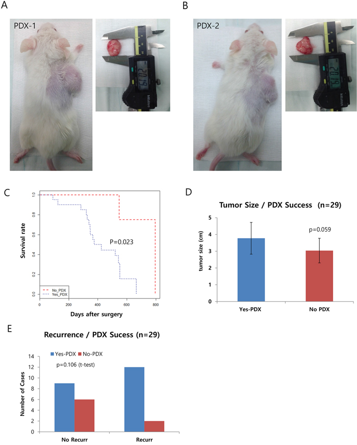 Generation of pancreatic patient-derived xenografts (PDXs) and the clinical features affecting their success.