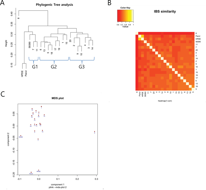 Summary of a single nucleotide polymorphism (SNP) array analysis from 18 patient-derived xenografts (PDXs), a primary tumor cell line (59390), pancreatic ductal adenocarcinoma (Panc1) cells, and human pancreatic ductal epithelial (HPDE) cells.