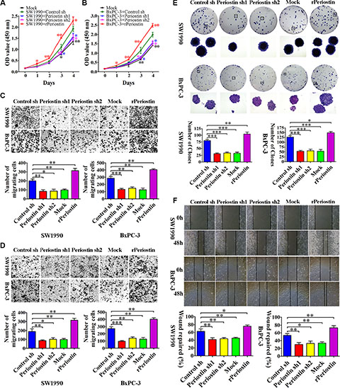 Periostin promotes pancreatic cancer cell proliferation, migration, invasion, and clone formation.