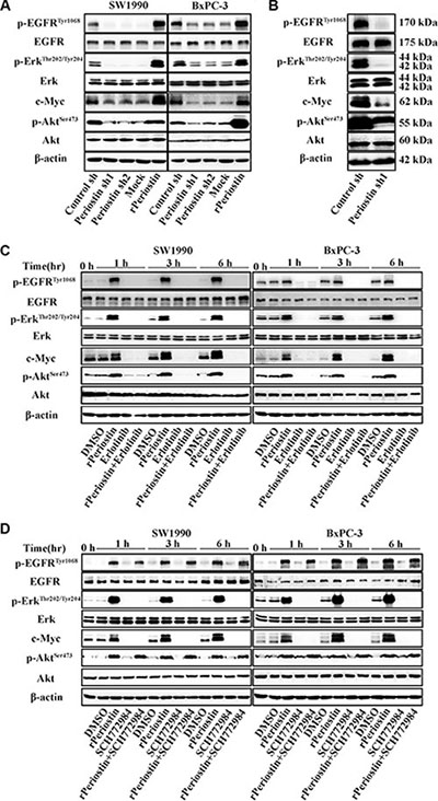 Periostin activates EGFR-Akt and EGFR-Erk-c-Myc signaling to regulate the activity of pancreatic cancer cells.