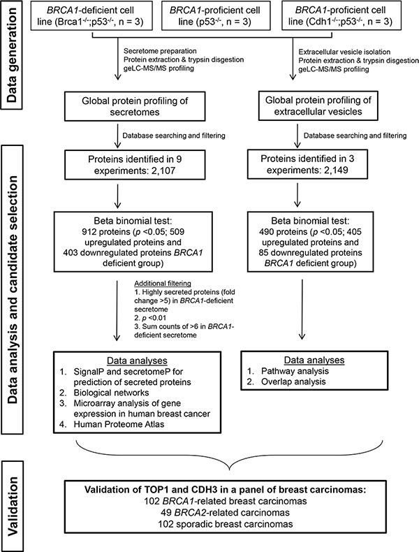 Experimental workflow to identify and validate BRCA1 deficiency protein biomarkers.