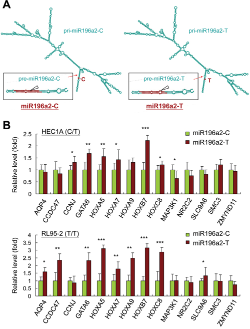 MIR196A2 genetic variant affects on RNA structures and downstream target gene expression.