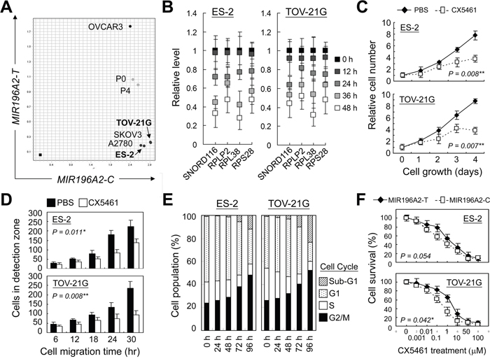 RNA polymerase 1 inhibition suppresses cell growth and mobility of ovarian clear cells.