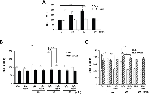 ROS suppressive function of SOCS1 as revealed by analysis of intracellular ROS levels upon SOCS1 or shSOCS1 transduction.