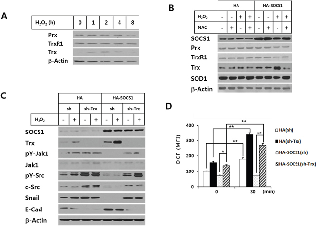 Role of thioredoxin induction by SOCS1 in down-regulation of ROS-mediated EMT signaling.