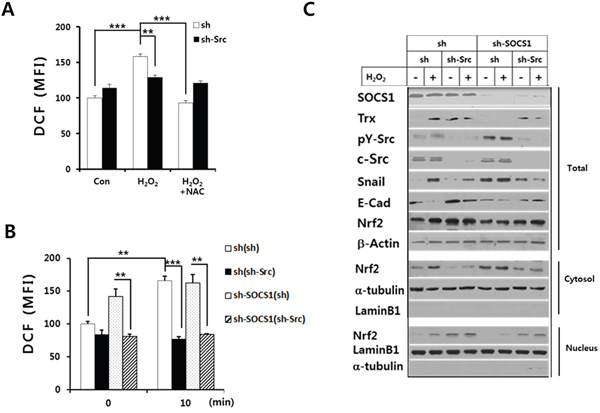 Role of Src in the H2O2-induced intracellular ROS and thioredoxin/Nrf-2 regulation by SOCS1.