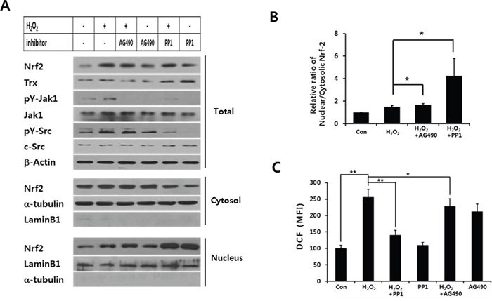 Src inhibitor but not Jak inhibitor induces nuclear retention of Nrf-2 and suppression of intracellular ROS levels.