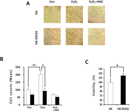 Inhibitory effects of SOCS1 on the H2O2-mediated invasiveness of the HCT116 colon cancer cells.