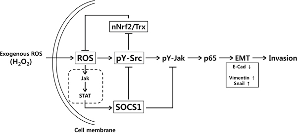Model for the mechanism of SOCS1 action in inhibition of EMT signaling through ROS suppression involving Src-mediated thioredoxin regulation in colon cancer cells