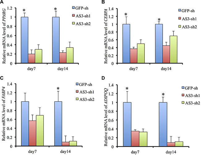 HoxA-AS3 is required for adipogenesis and adipogenic gene expression.