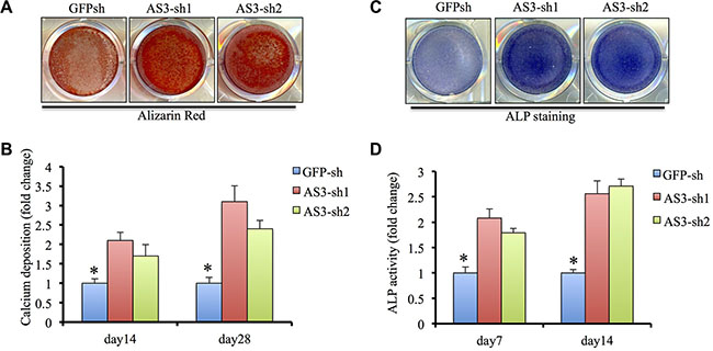 HoxA-AS3 inhibited osteogenesis of human MSCs.