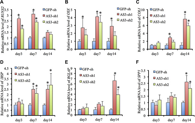 HoxA-AS3 inhibited osteogenic gene expression of human MSCs.