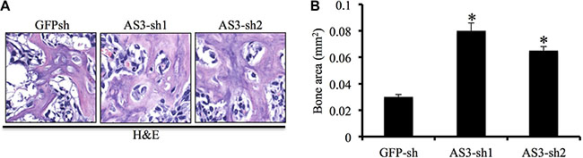 Depletion of HoxA-AS3 promotes hMSCs-mediated heterotopic bone formation in vivo.