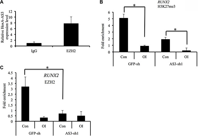 HoxA-AS3 is associated with EZH2 and regulates RUNX2 expression.