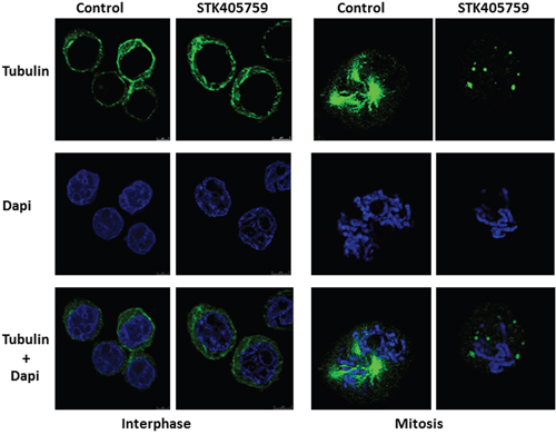STK405759 altered spindle formation during mitosis.