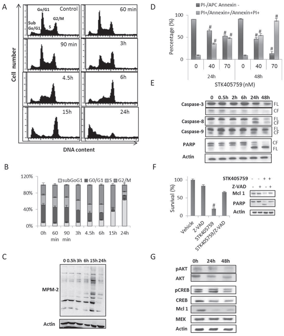 STK405759 inhibits proliferation, induces apoptosis and decreases AKT and CREB protein levels in MM cells.