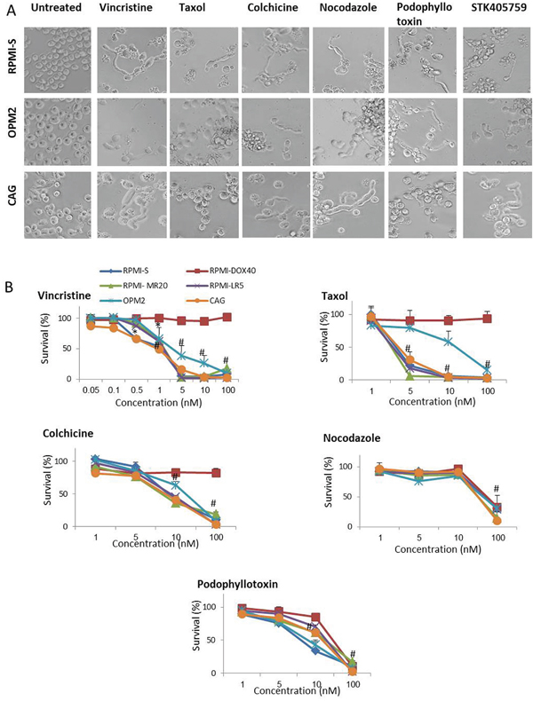 MTA change the morphology and induce cytotoxicity in MM cells.